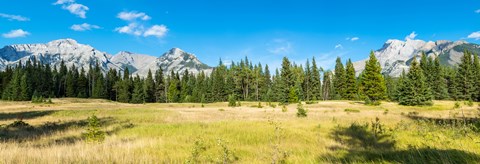Framed Trees with mountain range in the background, Banff National Park, Alberta, Canada Print