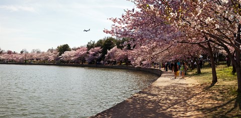 Framed Cherry Blossom trees at Tidal Basin, Washington DC, USA Print