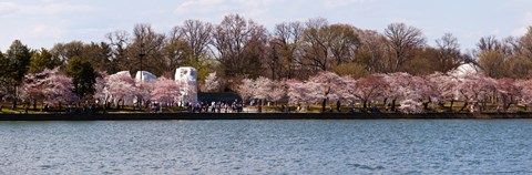 Framed Cherry Blossom trees near Martin Luther King Jr. National Memorial, Washington DC Print