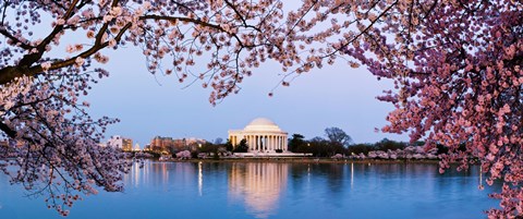 Framed Cherry Blossom tree with a memorial in the background, Jefferson Memorial, Washington DC, USA Print