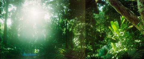 Framed Sunbeams shining through trees in a forest, Parque Lage, Jardim Botanico, Corcovado, Rio de Janeiro, Brazil Print