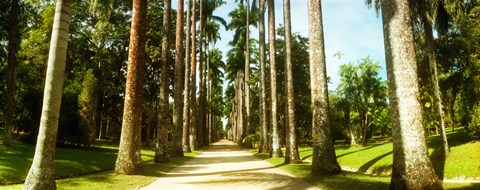 Framed Trees both sides of a garden path, Jardim Botanico, Zona Sul, Rio de Janeiro, Brazil Print