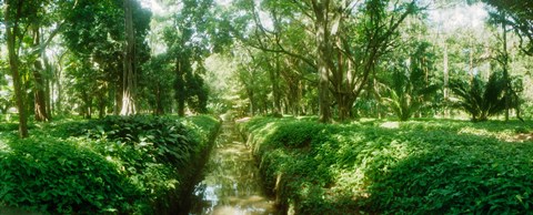 Framed Trees in a botanical garden, Jardim Botanico, Zona Sul, Rio de Janeiro, Brazil Print