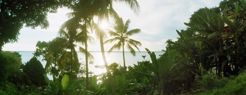 Framed Palm trees in the forest at coast, Morro De Sao Paulo, Tinhare, Cairu, Bahia, Brazil Print