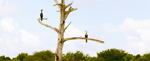 Framed Low angle view of Cormorants (Phalacrocorax carbo) on a tree, Boynton Beach, Florida, USA Print