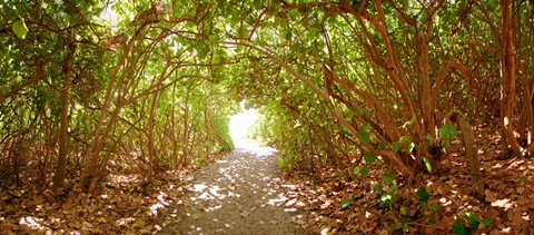 Framed Trees on the entrance of a beach, Delray Beach, Palm Beach County, Florida, USA Print