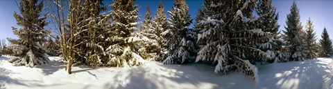 Framed Snow covered pine trees, Quebec, Canada Print