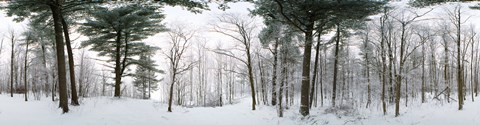 Framed Forest in winter, Quebec, Canada (black and white) Print