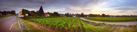 Framed Vineyard, Mercurey, France Print