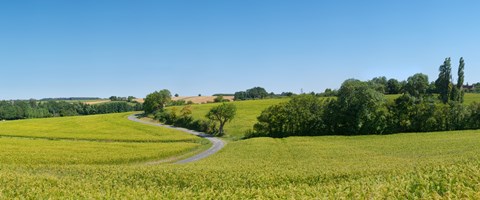 Framed Dirt road passing through a flax field, Loire-et-Cher, Loire Valley, France Print
