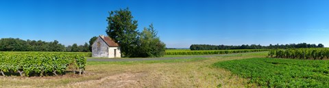 Framed Sauvignon Blanc vineyard, Pouille, Loire-Et-Cher, Loire Valley, France Print