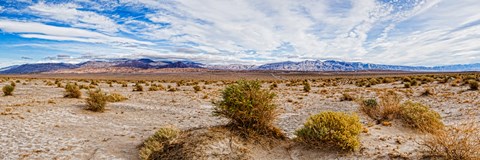 Framed Bushes in a desert, Death Valley, Death Valley National Park, California, USA Print