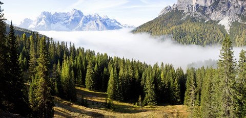 Framed Morning mist over trees in a forest, Lake Misurina, Dolomites, Belluno, Veneto, Italy Print