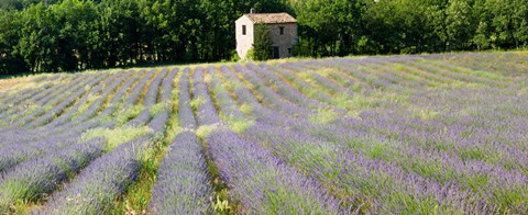 Framed Barn in the lavender field, Luberon, Provence, France Print
