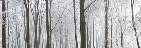 Framed Snow covered trees in a forest, Wotton, Gloucester, Gloucestershire, England Print