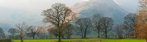 Framed Autumn trees with mountain in the background, Langdale, Lake District National Park, Cumbria, England Print