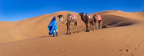 Framed Tuareg man leading camel train in desert, Erg Chebbi Dunes, Sahara Desert, Morocco Print