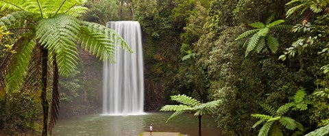 Framed Waterfall in a forest, Millaa Millaa Falls, Atherton Tableland, Queensland, Australia Print