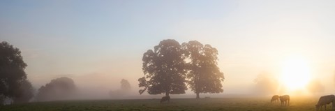 Framed Cattle grazing in field at misty sunrise, USK Valley, South Wales Print