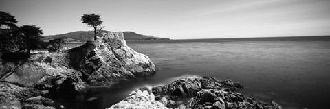 Framed Cypress tree at the coast, The Lone Cypress, 17 mile Drive, Carmel, California (black and white) Print