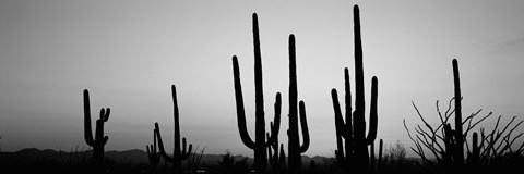 Framed Black and White Silhouette of Saguaro cacti, Saguaro National Park, Arizona Print