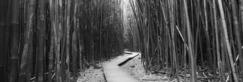 Framed Bamboo forest in black and white, Oheo Gulch, Seven Sacred Pools, Hana, Maui, Hawaii, USA Print