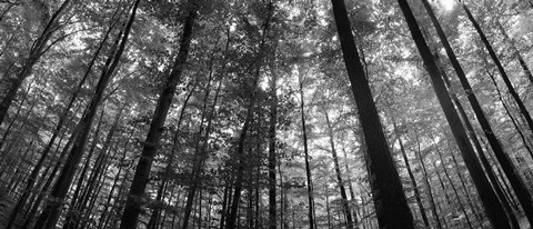 Framed Low angle view of beech trees in Black and White, Germany Print
