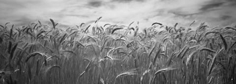 Framed Wheat crop growing in a field, Palouse Country, Washington State (black and white) Print