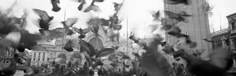 Framed Low angle view of a flock of pigeons, St. Mark&#39;s Square, Venice, Italy Print