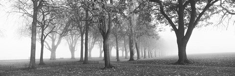 Framed Trees in a park during fog, Wandsworth Park, Putney, London, England (black and white) Print