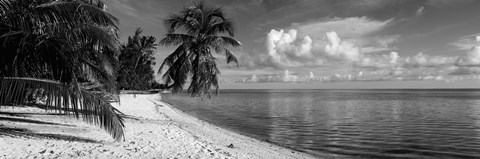 Framed Palm trees on the beach, Matira Beach, Bora Bora, French Polynesia Print