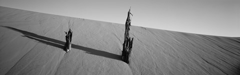 Framed Dead Pines at Coral Pink Sand Dunes State Park, Utah (black &amp; white) Print