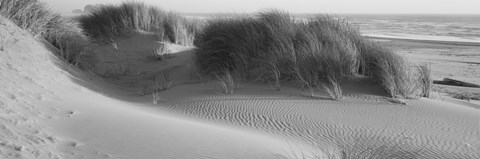 Framed Grass on the beach, Pacific Ocean, Bandon State Natural Area, Bandon, Oregon, USA Print