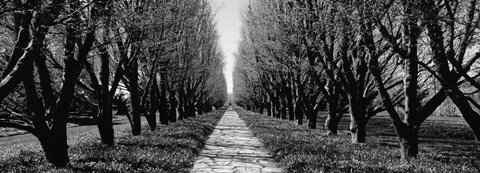 Framed Trees along a walkway in black and white, Niagara Falls, Ontario, Canada Print