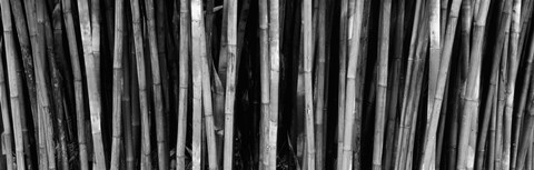 Framed Bamboo trees in a botanical garden, Kanapaha Botanical Gardens, Gainesville, Alachua County, Florida (black and white) Print