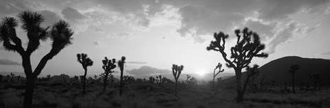 Framed Sunset, Joshua Tree Park, California (black and white) Print