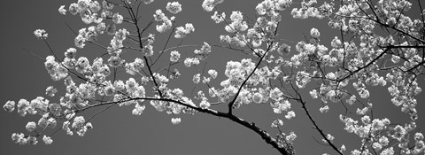 Framed Cherry Blossoms Washington DC (black and white) Print