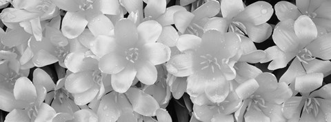 Framed Close-Up Of Yellow Tulips Print