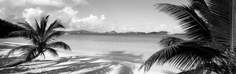 Framed Palm trees on the beach, US Virgin Islands, USA Print