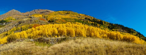 Framed Aspen trees on mountain, Alpine Loop Scenic Backway, San Juan National Forest, Colorado, USA Print