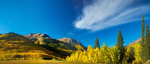 Framed Aspen trees on a mountain, Mt Hayden, Uncompahgre National Forest, Colorado, USA Print