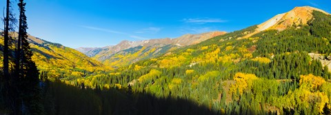 Framed Aspen trees on a mountain, Red Mountain, San Juan National Forest, Colorado, USA Print