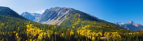 Framed Aspen trees on mountain, Little Giant Peak, King Solomon Mountain, San Juan National Forest, Colorado, USA Print