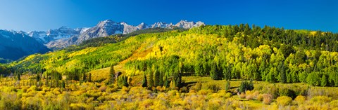 Framed Aspen trees on mountains, Uncompahgre National Forest, Colorado Print