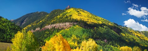 Framed Aspen trees on mountain, Needle Rock, Gold Hill, Uncompahgre National Forest, Telluride, Colorado, USA Print