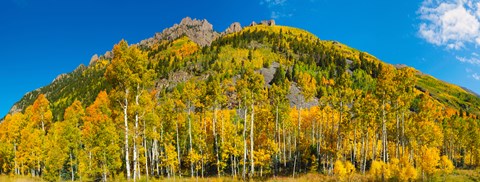 Framed Aspen trees on mountain, Ophir Pass, San Juan Mountains, Uncompahgre National Forest, Colorado, USA Print