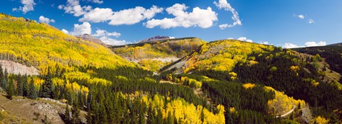 Framed Aspen trees on a mountain, San Juan National Forest, Colorado, USA Print