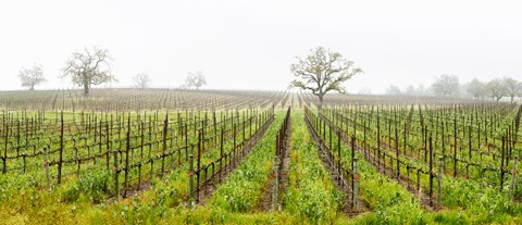 Framed Oak trees in a vineyard, Guerneville Road, Sonoma Valley, Sonoma County, California, USA Print