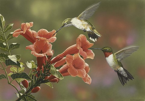 Framed Hummingbirds and Trumpet Flowers Print