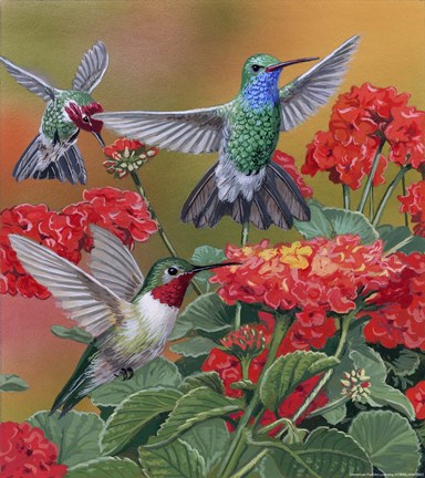 Framed Hummingbirds &amp; Flowers Print
